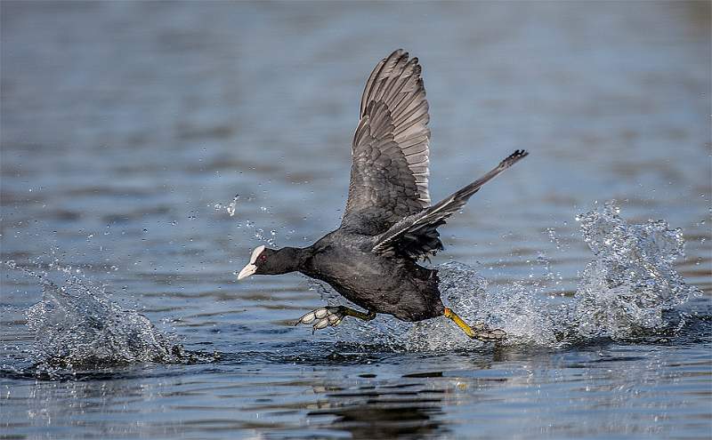 Coot Running Across the Water - Roger Hance.jpg
